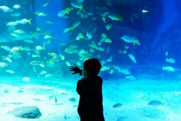 Blue Schools: Where Sustainability and Innovation Meet
