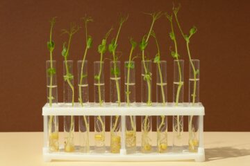 Building an Eco-Living Lab at School with Citizen Science